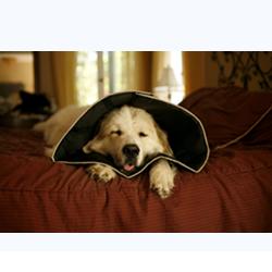 COMFY CONE COLLARE ELISABETTIANO INNOVATIVO S DIAMETRO 12,5 CM - Parafarmacia Mostacciano
